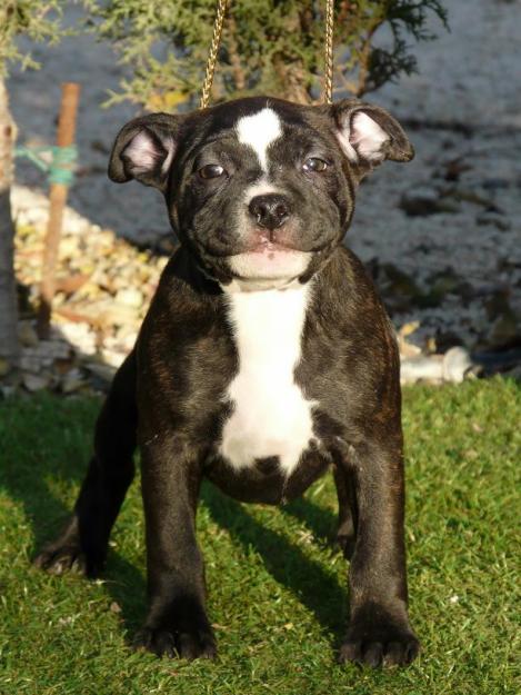 Macho de staffordshire bull terrier disponible