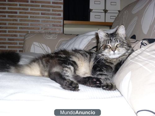 Maine Coon