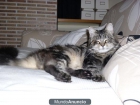 Maine Coon - mejor precio | unprecio.es