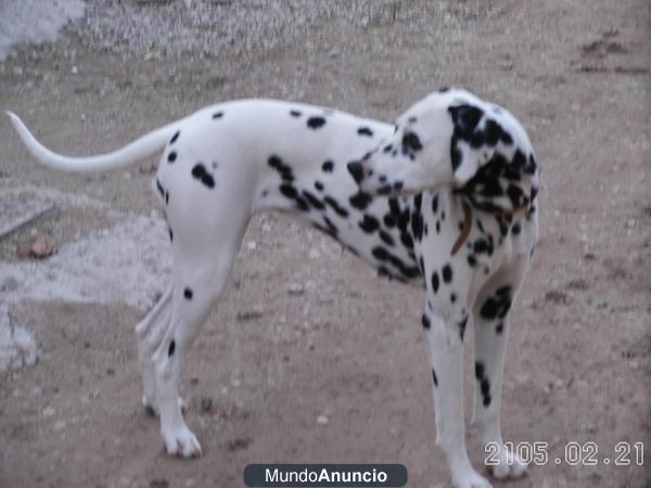 regalo cruce de dalmata