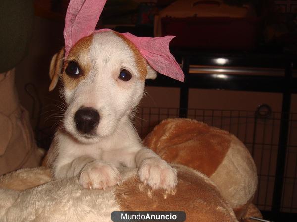 VENDO JACK RUSSELL TERRIER