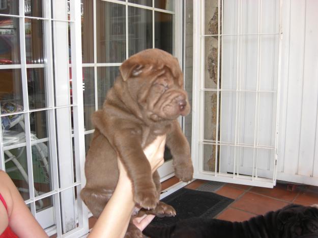 ¿Quieres un cachorro Shar-Pei?