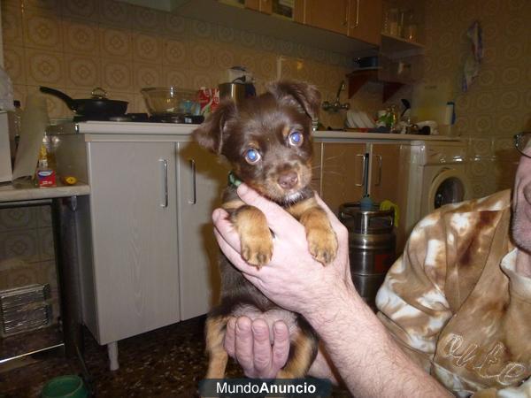 CHOCOLATE: Cachorrita tamaño peque busca hogar!!