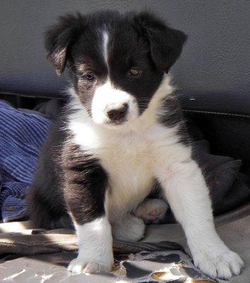 busco cachorro border collie