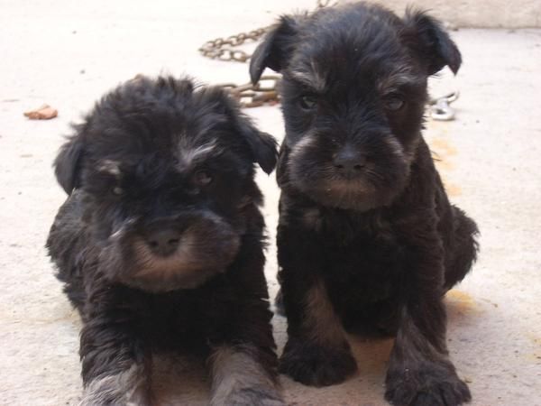 camada de schnauzer miniatura negro y plata