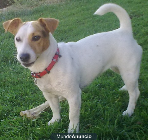 JACK RUSSELL 2 MACHOS PIRATAS