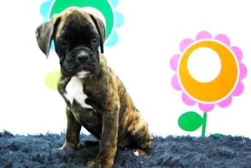 Magnifica camada de BOXER - Listos Para Entregar  con 2 Meses - Exquisito Pedigree - La mejor compañia _-h7dn