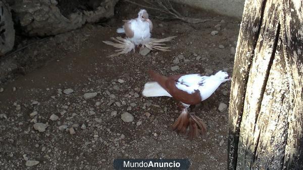 Palomas Colipavas Inglesa,Monjita y Golondrina