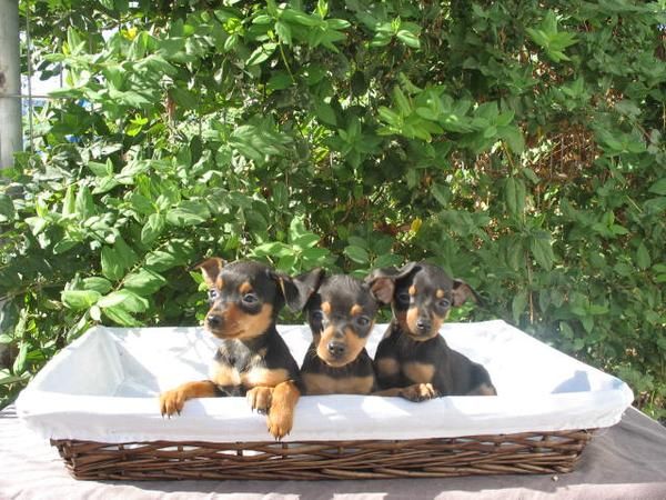 PINSCHER MINIS, CACHORROS MACHOS Y HEMBRAS 250