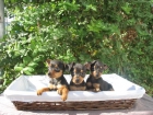 PINSCHER MINIS, CACHORROS MACHOS Y HEMBRAS 250 - mejor precio | unprecio.es