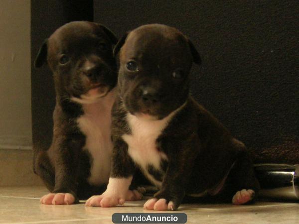 staffordshire bull terrier