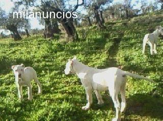 vendo cachorra de presa canario en 300ueros y dogo argentino por 500euros