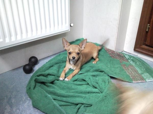 vendo chihuahua con pedigree 200  y 5 meses por no poder atender