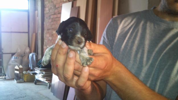 VENTA DE CACHORROS DE BRETON PARA TODA ESPAÑA