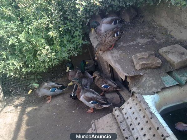 vendo patos Ánade Real