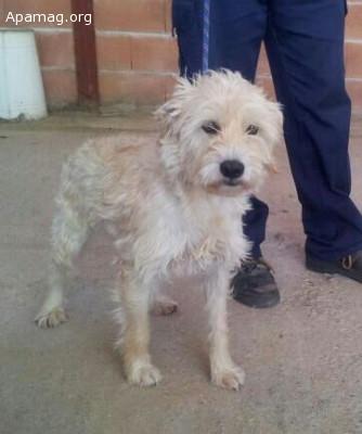 Mufy, perro en adopción o acogida