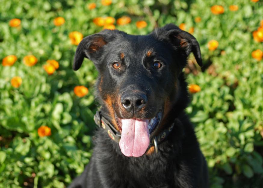 Beauceron joven 10 meses