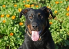 Beauceron joven 10 meses - mejor precio | unprecio.es