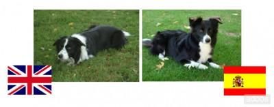 Cachorros de BORDER COLLIE