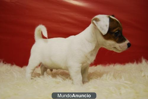 cachorros de Jack russell terrier de primera calidad WWW.DOOGS.ES