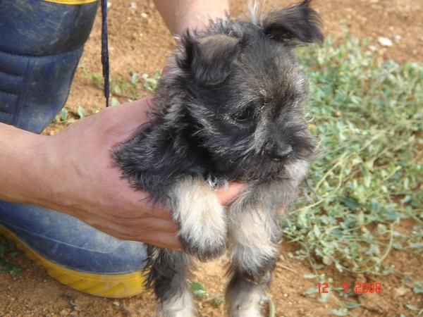 CACHORROS DE SCHNAUZER MINI SAL Y PIMIENTA