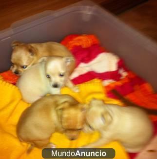 cochorros di chihuahua