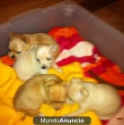 cochorros di chihuahua - mejor precio | unprecio.es