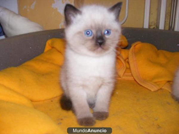 Compro o adopto gato Siames