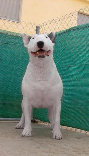 disponible hembrita bull terrier