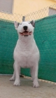 disponible hembrita bull terrier - mejor precio | unprecio.es