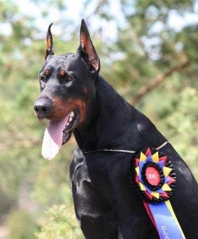 Excelente camada de Dobermann