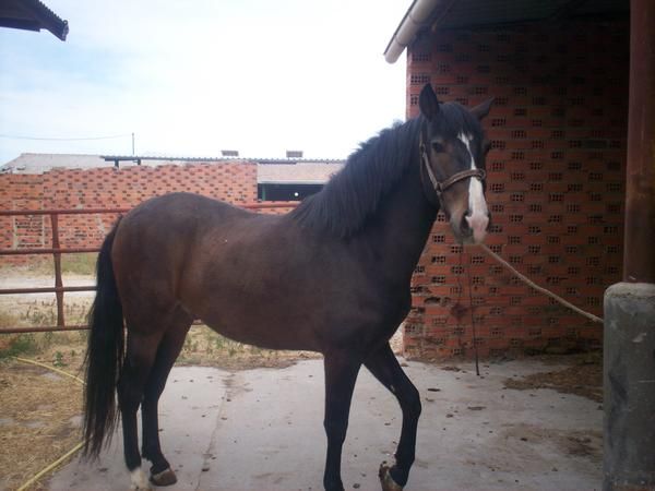 lcambio caballo por moto