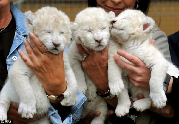 Leones de Leones para la venta.