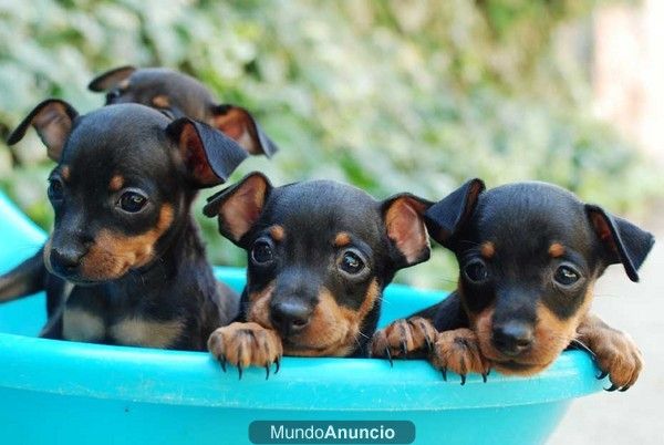 Ultimos perritos de Mini Pinscher