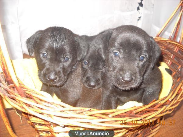 vendo cachorros de labrador