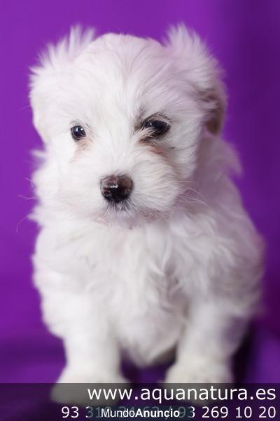 BICHÓN MALTÉS - CACHORROS -  GARANTÍA AQUANATURA  - TIENDA EN BARCELONA – VENTA - CRIADERO Preciosa camada, se entrega a