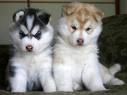 cachorro de husky macho y hembra