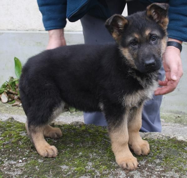 Cachorros de Pastor aleman con pedigree de la RSCE