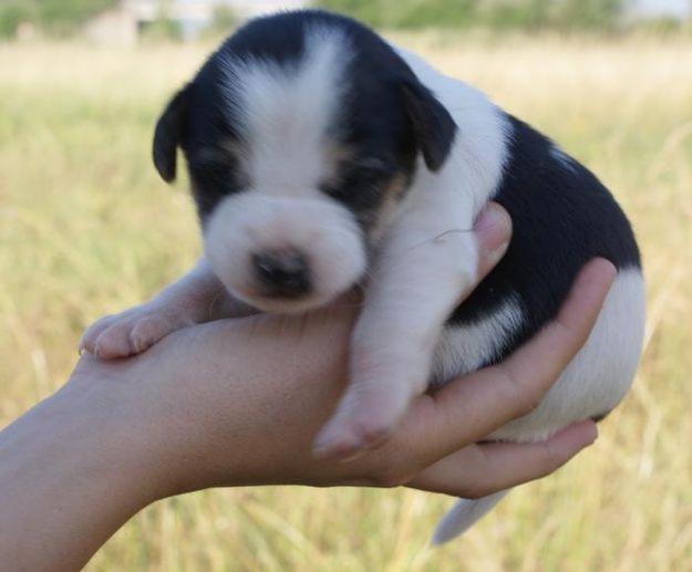 cachorros tamaño pequeño