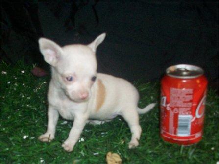 Enamorate de un chihuahua cambanus en este san valentin