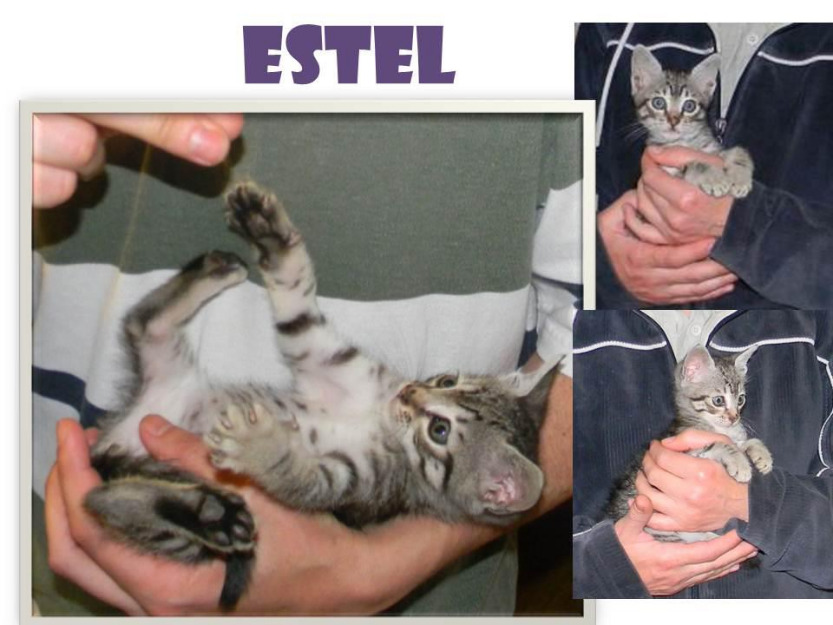 ESTEL gatito atigrado de abril  busca buen adoptante