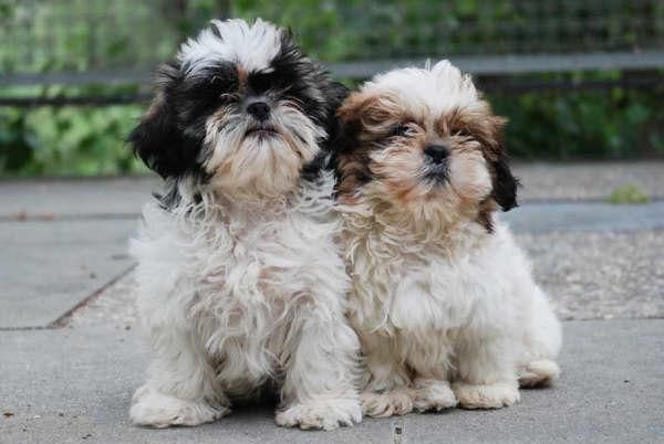 Excelentes Shih-tzu cachorros, buen precio