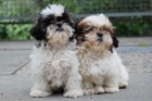 Excelentes Shih-tzu cachorros, buen precio - mejor precio | unprecio.es