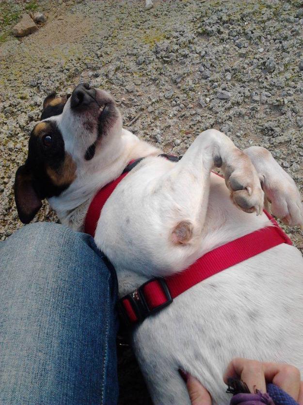 Bam, precioso bodeguero andaluz en adopción