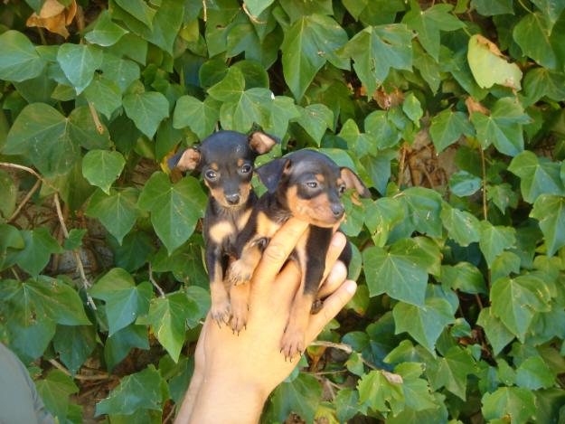 Bonitos Cachorros de PINSCHER MINI.