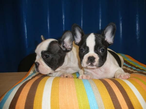 bulldog france Excelente, Pedigre Rsce (loe), Seriedad