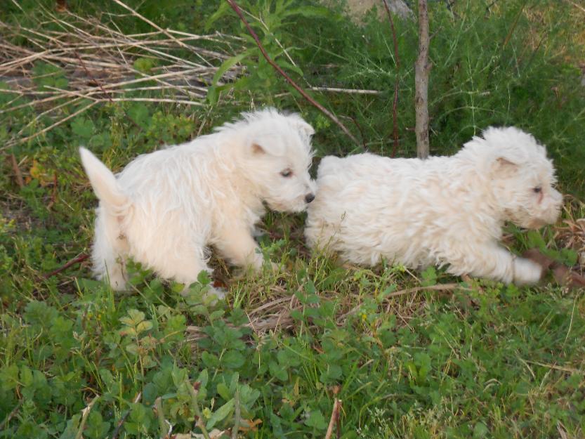 Cachorros westy co pedigri