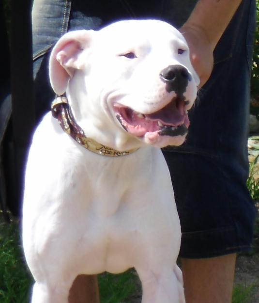 dogo argentino para montas