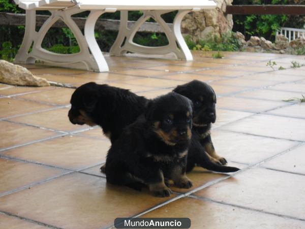 ROTTWEILERS-IMPRESIONANTE CAMADA