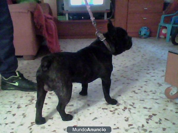 se vende bulldogs frances